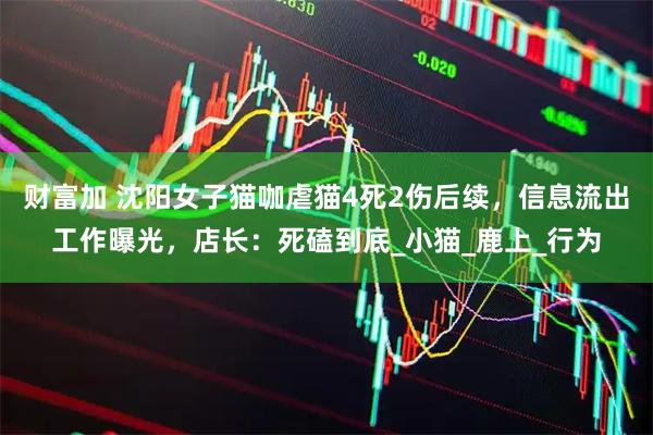 财富加 沈阳女子猫咖虐猫4死2伤后续，信息流出工作曝光，店长：死磕到底_小猫_鹿上_行为